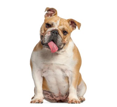 İngiliz bulldog köpeği beyaz arka planda kameraya bakarak oturuyor.