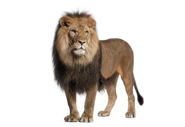 Kalın yeleli güçlü erkek aslan beyaz bir arka plana karşı duruyor, kraliyet varlığını sergiliyor.