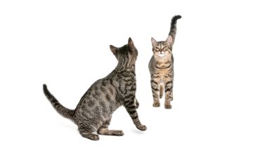 Avrupa 'nın kısa hava kedisi aynadaki yansımasına bakıyor, beyaz üzerine izole edilmiş.