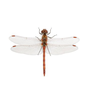 Büyük Kırmızı Damselfly, Pyrrhosoma nymphula, sırt üstü yatar, vücudunu gösterir, şeffaf kanatlar, ve kırmızı detaylar