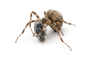 Çapraz örümcek, Araneus diadematus, beyaz arka planda izole edilmiş bir sinek olan avını yiyor.