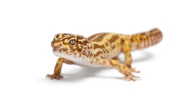 Albinolar leopar kertenkelesini soyup beyaz bir zeminde poz vererek kendine özgü benekli derisini yakaladılar.