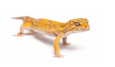 Leopar kertenkelesi beyaz arkaplanda yürüyor