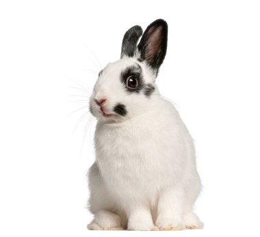 Stüdyoda oturan siyah benekli şirin beyaz Dalmation tavşanı.