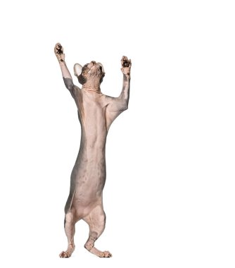 Arka ayakları üzerinde duran Sphynx kedisi, patileri havada, beyaz arka planda izole bir şekilde yukarıya uzanıyor.