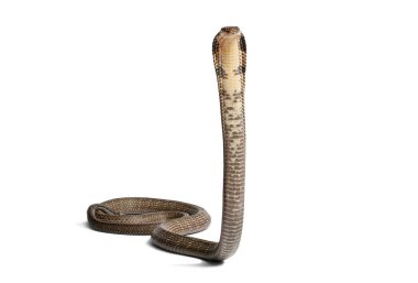 Zehirli Kral Kobra, Ophiophagus Hannah, beyaz arka planda kapüşonunu gösteren yılan.