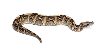 Dünyanın en büyük ve en ağır yılanlarından biri olan Gaboon Viper beyaz bir arka planda ilerliyor.