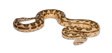 Mağripli Viper, Macrovipera mauritanica, beyaz bir zemin üzerinde hareket eden desenli pullu yılan türü.