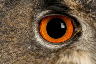 Bir baykuşun gözünün makro görüntüsünü detaylı tüyler, yoğunlaştırıcı bakışlar ve keskin görüşle kapat