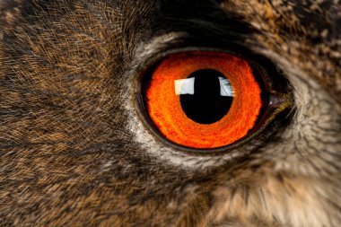 Baykuşun çarpıcı turuncu gözü. Karmaşık tüyleri var. Keskin görüşü ve yırtıcı doğası var.