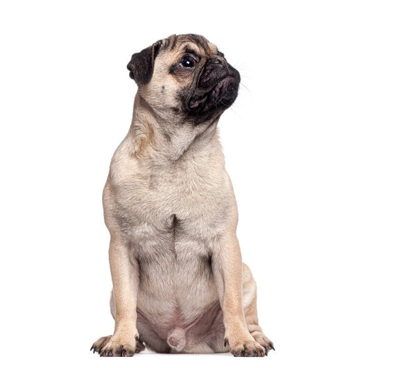 Pug puppy sitting with a wrinkled face, looking up