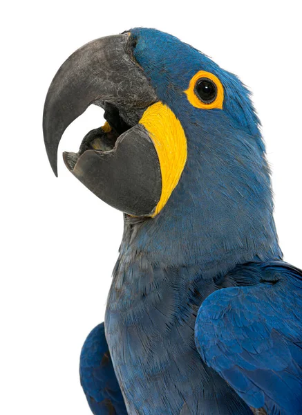 Hyacinth Macaw, Anodorhynchus sümbül açık gagası beyazda izole edilmiş, ustalaşmış