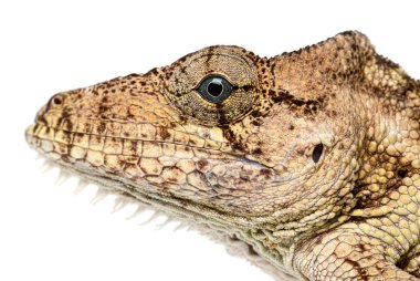 Oriente Sakallı Anole, Chamaeleolis Porcus, kafa profili, karmaşık deri dokuları ve göze çarpan göz.