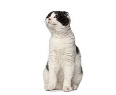 Sevimli siyah-beyaz İskoç kedisi beyaz bir arka planda oturup merakla bakıyor.