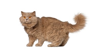 Yumuşak İngiliz uzun saçlı kedisi beyaz arka planda izole bir şekilde ayakta dikiliyor ve tuhaf bir şekilde yukarı bakıyor.