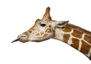 Somali zürafası, Giraffa camelopardalis reticulata, beyaz arka planda kafa kafaya, dilini dışarı çıkartıyor.