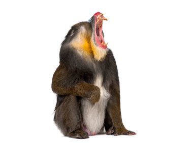 Mandrill, Mandrillus sfenks, primat oturuyor ve geniş esniyor, renkli yüzünü ve dişlerini sergiliyor.