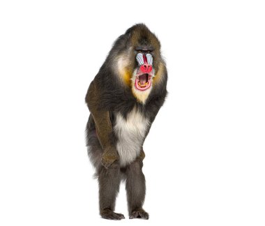 Mandrill, Mandrillus sfenks, primat beyaz arka planda duruyor ve esniyor