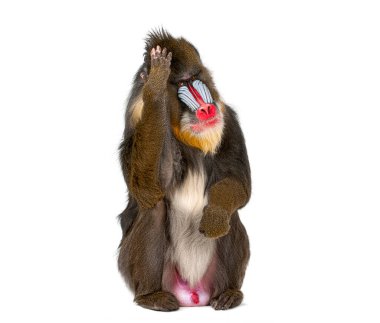 Mandrill, Mandrillus sfenks, primat yüzünü eliyle kapatır, bir facepalm ya da düşünme duruşu gösterir.