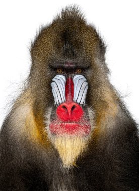 Mandrill, Mandrillus sfenks, beyaz arka planda canlı yüz renklerini gösteren portre