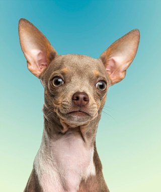 Büyük kulaklı küçük bir chihuahua köpeği doğrudan kameraya bakıyor.