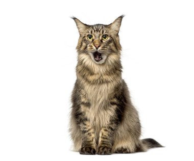 Oturan rakun kedi miyavlıyor, beyaz arka planda izole edilmiş.