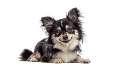 Siyah beyaz kürk giyen uzun saçlı chihuahua köpeği uzanmış, bakıyor ve gülümsüyor.