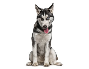 Sibirya köpeği beyaz arka planda oturuyor, dili dışarıda meraklı bakıyor.