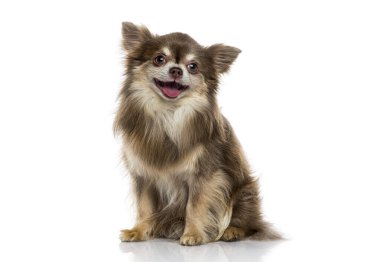 Kahverengi ve kremalı uzun saçlı chihuahua köpeği mutlu mesut oturup kameraya bakıyor.