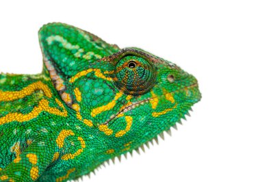 Bright Yemen bukalemunu, Chamaeleo kaliptratus, detaylı pulları ve gözleri gösteriyor.