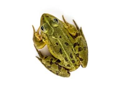 Parlak gözlü yeşil benekli kurbağa temiz beyaz bir arkaplanda izole edilmiş.