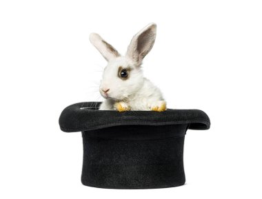 Siyah silindir şapkalı beyaz tavşan sihirli bir illüzyon yaratıyor.