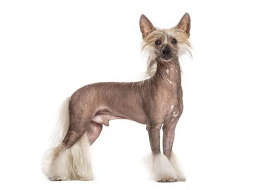 Beyaz arka planda duran Çin armalı köpek, doğrudan kameraya bakan tüysüz, safkan bir hayvan.