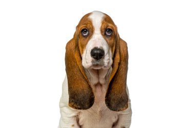 Beyaz arka planda izole bir şekilde oturan ve izleyen bir Basset av köpeği.