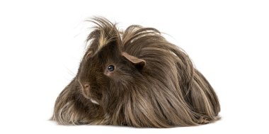 Uzun saçlı Peru kobayı, Cavia Porcellus, beyaz arka planda duruyor.