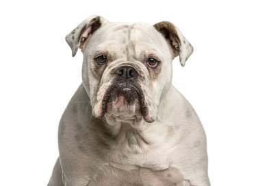 Kameraya bakan üzgün suratlı Bulldog portresi