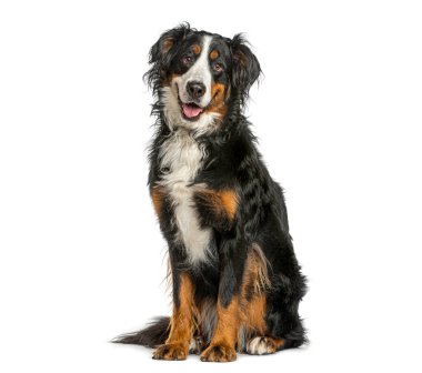 Bernese dağ köpeği beyaz arka planda oturuyor ve ağzı açık kameraya bakıyor.