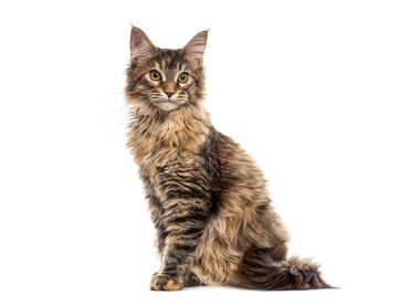 Oturmuş, beyaz (5 ay eski izole Maine Coon yavru kedi)