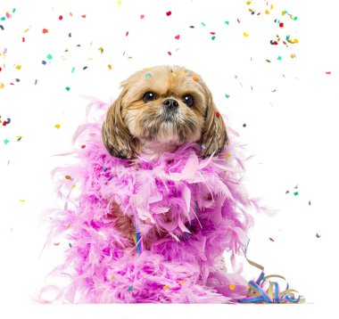 Pembe tüy takan shih tzu köpeği, düşen konfetiyle kutluyor, neşeli ve neşeli bir atmosfer yaratıyor.