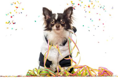 Panda kostümü giyen sevimli chihuahua köpeği renkli konfeti ve flamalarla dolu bir yağmurun ortasında kutlama yapıyor.