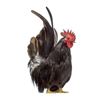 Kırmızı taraklı ve boynuzlu siyah horoz beyaz üzerinde ayakta duruyor.