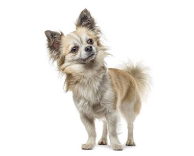 Uzun saçlı chihuahua köpeği ayakta, başını eğiyor, merakla yukarı bakıyor