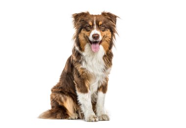 Mutlu Avustralya çoban köpeği beyaz arka planda oturuyor.