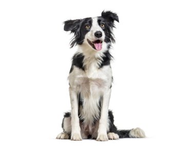 Mutlu Sınır Collie oturuyor, başka tarafa bakıyor, soluk soluğa, beyaz üzerinde izole.