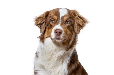 Avustralya çoban köpeği kafası ve omuzları beyaz bir stüdyonun arka planında.