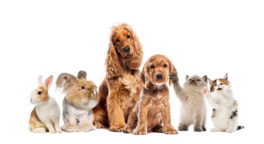Beyaz arka planda oturan köpekler, kediler ve tavşanlar da dahil olmak üzere sevimli bir grup evcil hayvan.