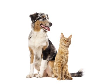 Avustralyalı çoban köpeği ve kızıl kedi stüdyoda birlikte poz veriyorlar.