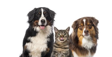 Bernese dağ köpeği, Avustralyalı çoban köpeği ve beyaz arka planda oturan tekir kedi.