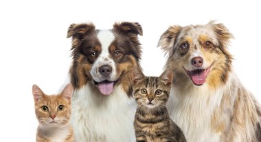 Avustralyalı çobanlar ve kediler beyaz arka planda birlikte poz veriyorlar.