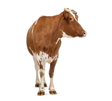 Kahverengi ve beyaz süt ineği beyaz arka planda ayakta duruyor.
